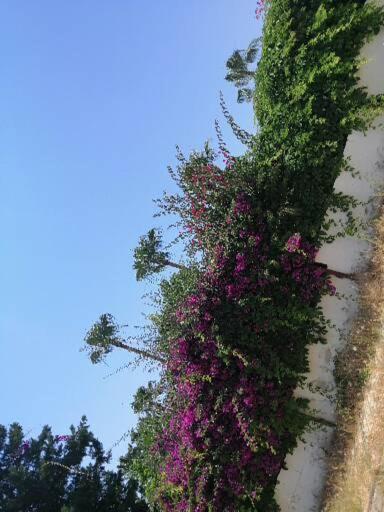 Cimtur Tatil Sitesi 3+1 Villa Alanya Exteriér fotografie